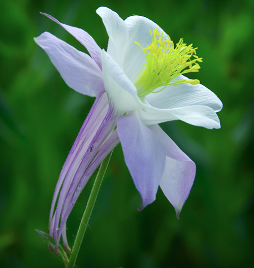 blue alta columbine